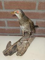 Porseleinhoen Taxidermie volledige montage - Porzana porzana, Nieuw