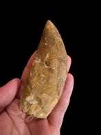 Dinosaurus - Fossiele tand - CARCHARODONTOSAURO - 10 cm - 4, Verzamelen, Mineralen en Fossielen