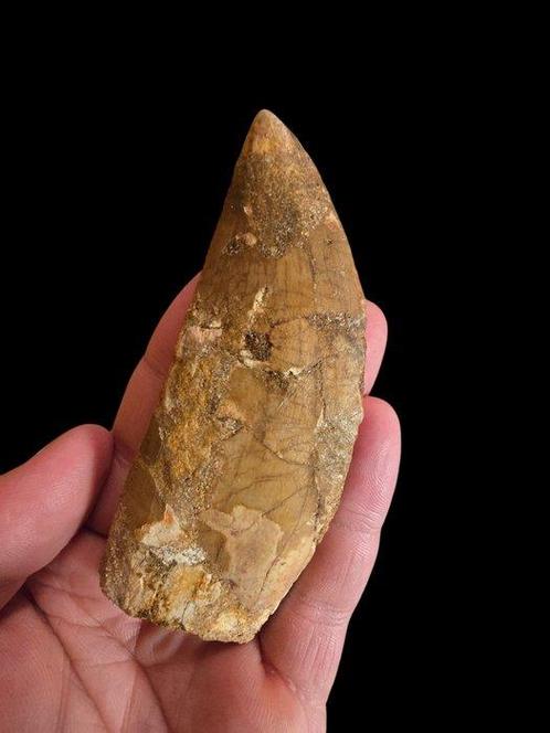 Dinosaurus - Fossiele tand - CARCHARODONTOSAURO - 10 cm - 4, Verzamelen, Mineralen en Fossielen