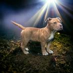 Micro Exotic American Bully pup (ABKC) stamboom, Dieren en Toebehoren, Honden | Bulldogs, Pinschers en Molossers, Meerdere, Parvo