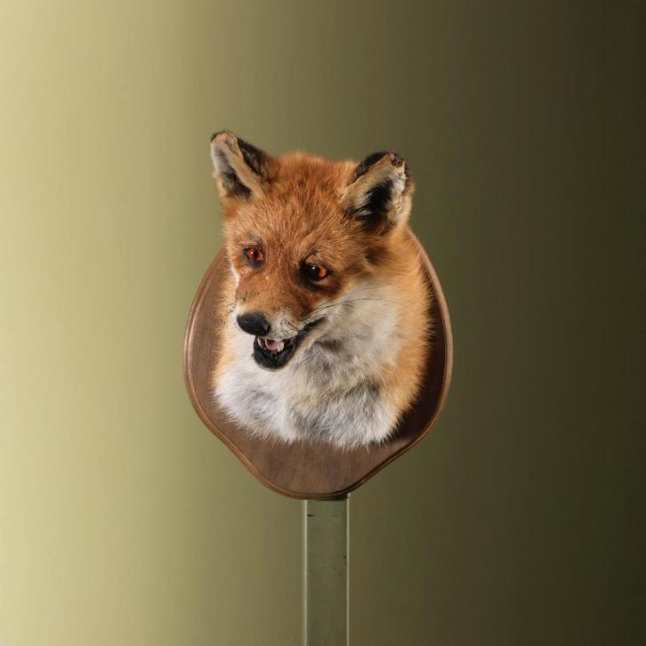 Vos Taxidermie Opgezette Dieren By Max, Verzamelen, Dierenverzamelingen, Opgezet dier, Nieuw, Wild dier, Ophalen of Verzenden