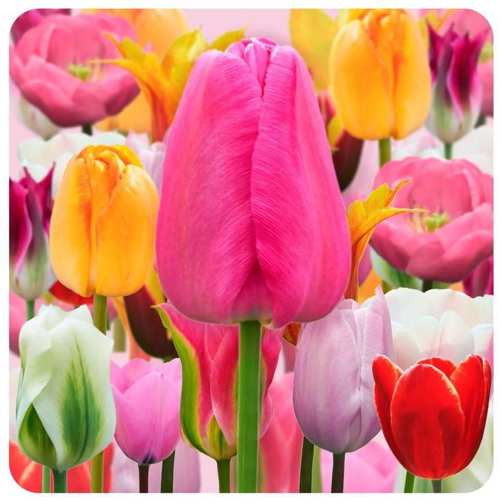 Bloembollen -  77 x Tulpen  Farmers Favorites pakket -, Tuin en Terras, Bloembollen en Zaden, Bloembol, Voorjaar, Volle zon, Verzenden