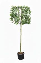 Quercus palustris leiboom