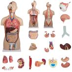 Anatomie model torso met organen, 27-delig, 88 cm, Nieuw, Verzenden
