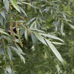 Salix Alba Vitellina - Gele Schietwilg (Kale Wortel) -, Tuin en Terras, Ophalen of Verzenden, Lente, Volle zon, 100 tot 250 cm