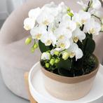 Kolibri Orchids | witte orchideeënset in Reed Basket incl. w, Verzenden, Nieuw