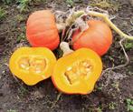 Amoro F1 Kabocha Kabocha, Hobby en Vrije tijd, Knutselen, Ophalen of Verzenden, Nieuw