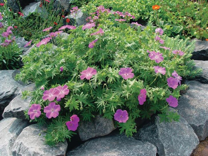 Geranium sanguineum Vision® Violet (Herfstplanten kopen?), Tuin en Terras, Planten | Tuinplanten, Bodembedekkers, Vaste plant