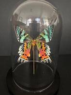 Vlinder Taxidermie volledige montage - Urania Ripheus - 18