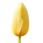 Bloembollen - 80 x Tulp Big Smile - geel, Verzenden, Voorjaar, Volle zon, Bloembol
