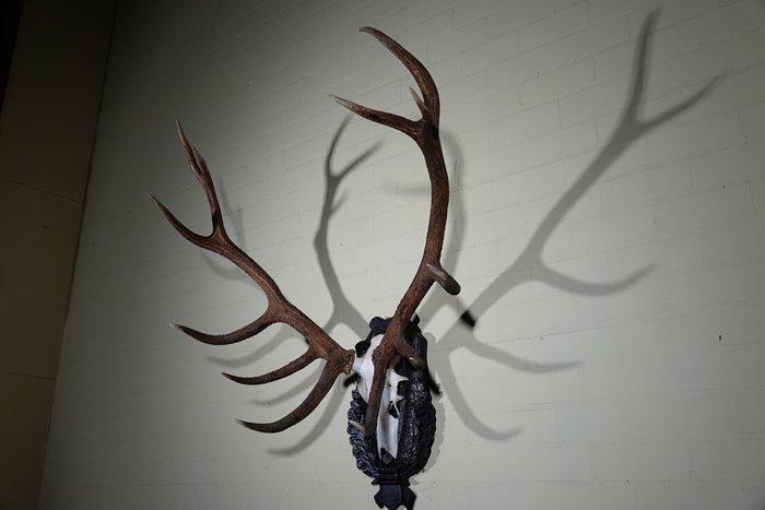Large Red Stag - skull on shield - Taxidermie wandmontage -, Verzamelen, Dierenverzamelingen