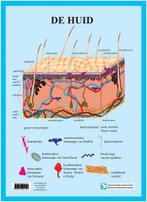 Anatomie poster huid (Nederlands, gelamineerd, A3), Verzenden, Nieuw