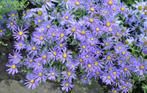 Aster Lady in Blue -  Herfstaster, Tuin en Terras, Planten | Tuinplanten, Halfschaduw, Zomer, Vaste plant, Overige soorten