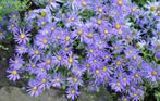 Aster Lady in Blue -  Herfstaster, Overige soorten, Vaste plant, Verzenden, Halfschaduw