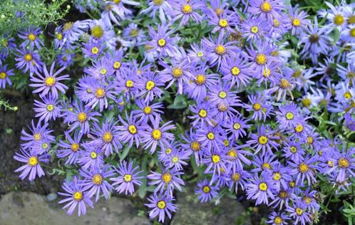 Aster Lady in Blue -  Herfstaster, Tuin en Terras, Planten | Tuinplanten, Overige soorten, Vaste plant, Halfschaduw, Zomer, Verzenden