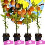 Diospyros lotus + pot 9cm 4 pcs, Tuin en Terras, Planten | Fruitbomen, Verzenden, Volle zon