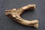 Walrus - Fossiele schedel - Odobenus rosmarus - 14 cm - 24.5, Verzamelen, Mineralen en Fossielen