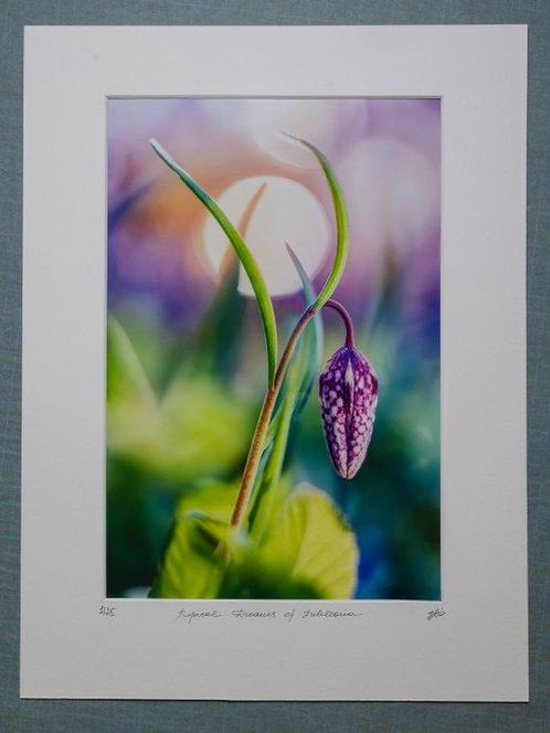 Inna Etuvgi - Tropical Dreams of Fritillaria, Antiek en Kunst, Kunst | Schilderijen | Modern