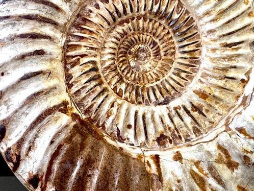 Ammoniet - Gefossiliseerd dier - Kranaosphinctes sp. - 22 cm, Verzamelen, Mineralen en Fossielen