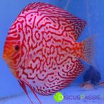 +++ DE MOOISTE STENDKER DISCUSVISSEN +++ discus discusvis