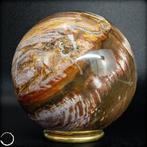 Natuurlijke versteende houten bal van Madagaskar- 851.18 g