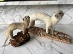 Hermelijn Taxidermie volledige montage - Mustela erminea -, Verzamelen, Dierenverzamelingen, Nieuw