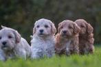 medium kruising australian labradoodle pups, Parvo, Nederland, Overige rassen, 8 tot 15 weken