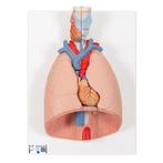 Anatomie model longen, hart en strottenhoofd (7-delig, 4..., Nieuw