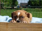Old English Bulldog pups! | Mogen mee! | Hartelijk Welkom., Parvo, Nederland, 8 tot 15 weken, Bulldog