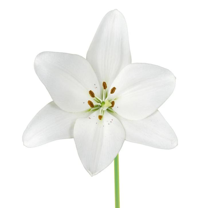 Bloembollen - 24 x Lelie Snowdon - wit, Tuin en Terras, Bloembollen en Zaden, Bloembol, Voorjaar, Volle zon, Verzenden