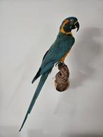 Blauwkeel ara Taxidermie volledige montage - ara, Nieuw