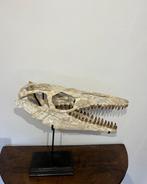 Zeereptiel - Fossiele schedel - Mosasaurus sp. - 70 cm - 60