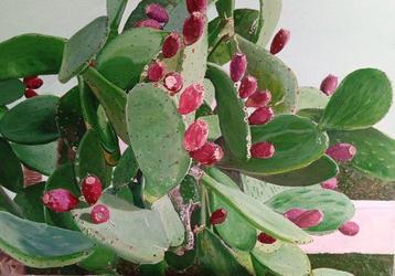 Stefania Ormas - Opuntia ficus indaca beschikbaar voor biedingen