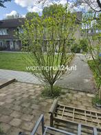 Woningruil - Torenmolen 60 - 5 kamers en Noord-Holland, Huizen en Kamers, Woningruil, Noord-Holland