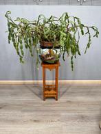 Plantentafel - Hout - Rustieke plantentafel