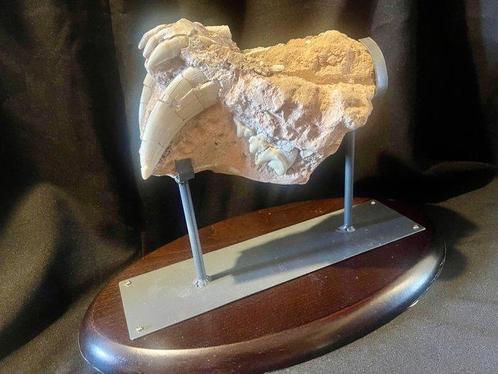 Spectaculaire Sabeltandtanden (In Matrix) - Gefossiliseerd, Verzamelen, Mineralen en Fossielen