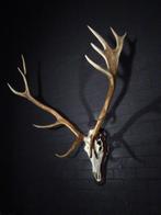 Large Red Stag Trophy Schedel - Cervus elaphus - 78 cm - 140, Nieuw