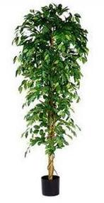 Ficus Benjamina kunstplant, hoogte 210cm, Huis en Inrichting, Kamerplanten, Ophalen of Verzenden