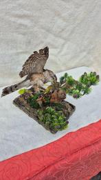 Epervier dEurope - met CITES Origineel DE-BM-25043002 -, Nieuw