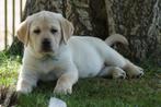 Gele Labrador Pups - Kies Zorgvuldig / Kies met Stamboom., Nederland, Parvo, 8 tot 15 weken, Labrador retriever