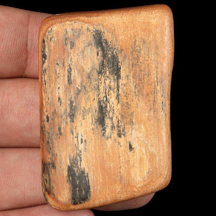 Wollige mammoet tand – Pleistoëne ivoor Slagtand - Woolly, Antiek en Kunst, Curiosa en Brocante