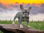 Prachtige Franse bulldog pups zoeken naar een goed huis, Fokker | Hobbymatig, 15 weken tot 1 jaar, Buitenland, Parvo