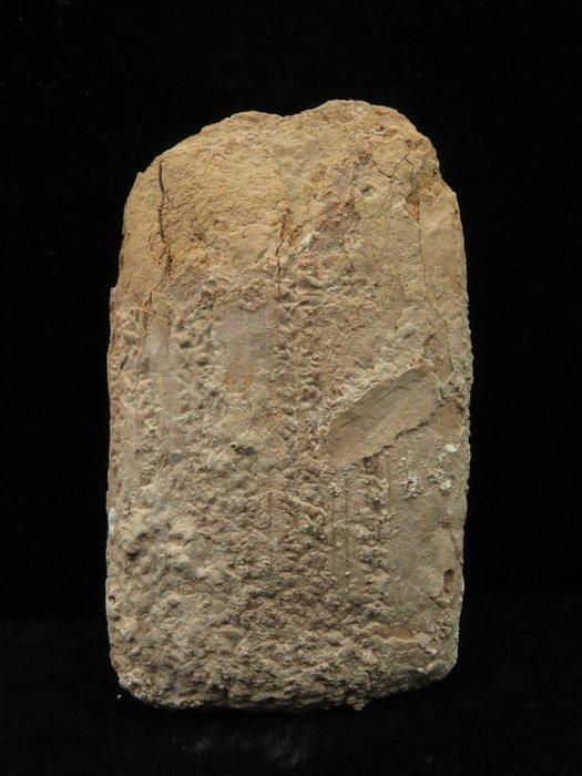 Mesopotamisch Clay Tablet met spijkerschriftteksten. - 11 cm, Antiek en Kunst, Antiek | Overige Antiek