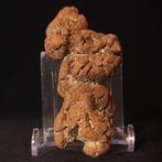 114 g XL 9,40 × 3,70 cm fossiel uitwerpsel (coproliet) van