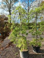 Acer palmatum Dissectum viridisjapanse esdoorn, Ophalen