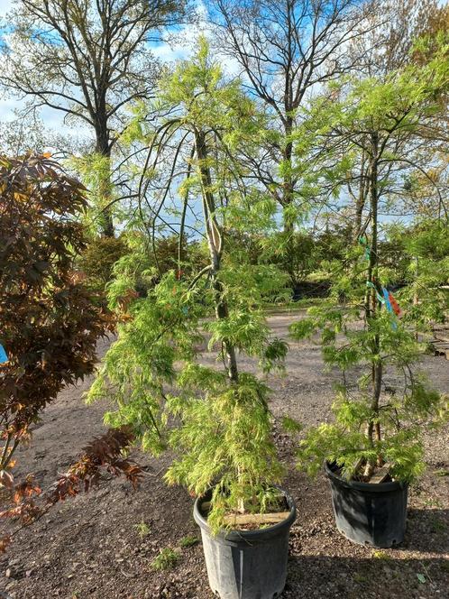 Acer palmatum Dissectum viridisjapanse esdoorn, Tuin en Terras, Planten | Bomen, Ophalen