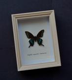 Vlinder Taxidermie volledige montage - Papilio maaicki -, Antiek en Kunst, Curiosa en Brocante