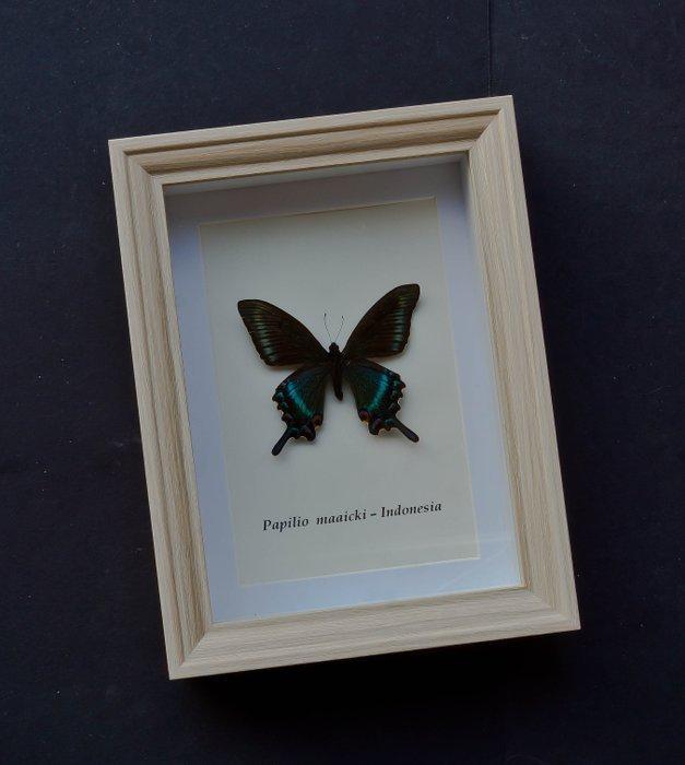Vlinder Taxidermie volledige montage - Papilio maaicki -, Antiek en Kunst, Curiosa en Brocante