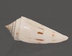 Japan verzamelhuis 1A keuze Taxidermie wandmontage - Conus, Nieuw