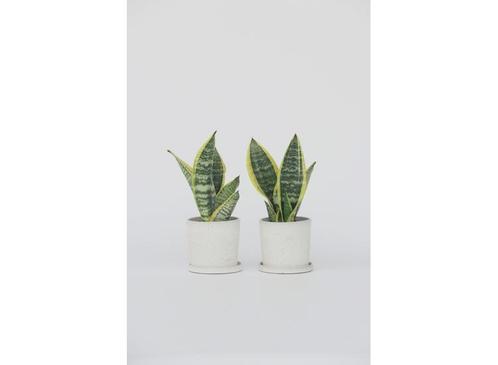 Set van 2 Sanseveria - ‘Vrouwentong’, Huis en Inrichting, Kamerplanten, Verzenden